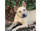Adopt Evelyn a Mountain Cur