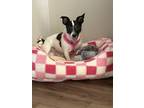 Adopt Sally+~ a Terrier
