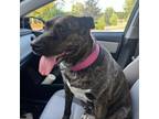 Adopt Zena a Husky, American Staffordshire Terrier