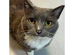 Adopt Whitney a Domestic Short Hair