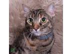 Adopt Jaddy a Domestic Short Hair