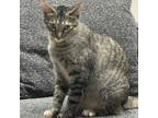 Adopt Jadzia Dax a Domestic Short Hair