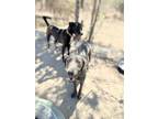 Adopt Slate a Mixed Breed, Labrador Retriever