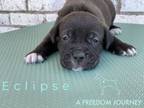 Adopt Swan a Labrador Retriever, Pit Bull Terrier