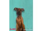 Adopt Luna a Boxer, Coonhound