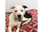 Adopt Chandler a Labrador Retriever