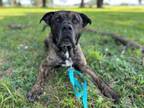 Adopt COCO a Pit Bull Terrier