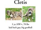 Adopt Cletis a Mixed Breed