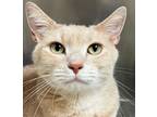Adopt Appt. Pending - Hunter a Domestic Short Hair, Tabby