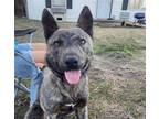 Adopt BENJI a Dutch Shepherd