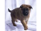 Adopt Gunther a German Shepherd Dog