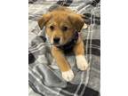Adopt Diego a Labrador Retriever, German Shepherd Dog