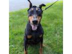 Adopt 7783 Jumper - I'm a SSNAP Dog a Doberman Pinscher
