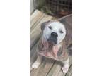 Adopt Ruth a Labrador Retriever