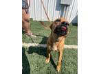 Adopt Cassie a Mixed Breed