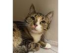Adopt Appt. Pending - Alaska a Domestic Short Hair, Torbie
