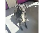 Adopt Paris a Black Labrador Retriever, Shepherd