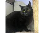 Adopt Ke$ha a Domestic Short Hair