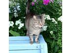 Adopt GEORGIA a Tabby
