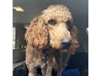 Adopt Taylor a Standard Poodle, Golden Retriever
