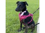 Adopt Leia 01-1729 a Labrador Retriever, Doberman Pinscher