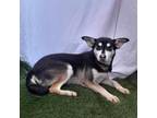 Adopt Lobita a Siberian Husky, Australian Kelpie