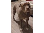 Adopt Mila a American Staffordshire Terrier