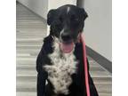 Adopt Starla a Border Collie, Cattle Dog