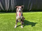 Adopt DJANGO a Australian Cattle Dog / Blue Heeler, Mixed Breed