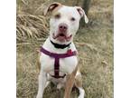 Adopt Fezzik a Pit Bull Terrier