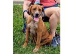 Adopt Chad a Mixed Breed