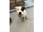 Adopt Troy (formerly Spike) a Labrador Retriever, Hound