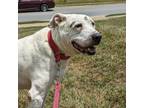 Adopt Meatball a American Staffordshire Terrier, Labrador Retriever
