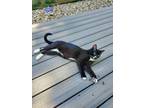 Adopt Sherlock Holmes a Tuxedo