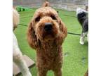 Adopt Travis a Standard Poodle, Golden Retriever
