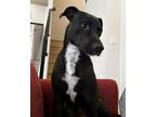 Adopt Cody a Labrador Retriever, Catahoula Leopard Dog