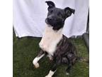 Adopt Tiger Dutch a Dutch Shepherd