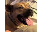 Adopt Timmy a Pit Bull Terrier, Mixed Breed