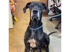 Adopt Ash a Great Dane