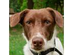 Adopt Tango a Beagle, Terrier