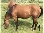 Dry Brood Mare