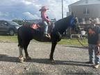 PercheronDraft gelding