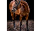 Thoroughbred Eventer for Sale