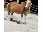 Haflinger mare