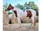 3 yr old paint gelding