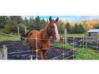 12 yr old Tennessee walker