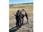4yr old Gelding