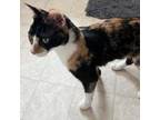 Adopt Hei Hei (Fidget) a Domestic Short Hair