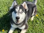 Adopt CALI a Husky
