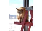 Adopt Riley a Domestic Short Hair